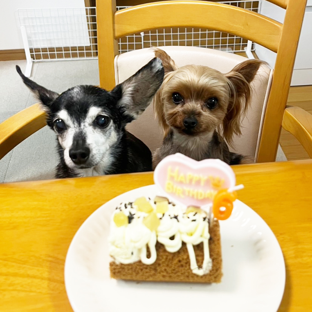 卒業犬あんなちゃんの近況☆